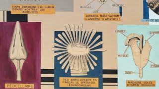 Flora Hibberd – “Jesse”