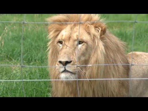 download lagu mp3 mp4 Sea View Predator Park, download lagu Sea View Predator Park gratis, unduh video klip Sea View Predator Park