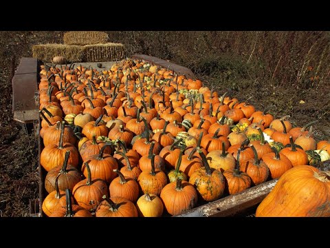 Eco-warriors spoiling Halloween fun