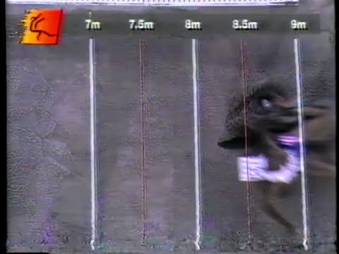 Mike  Powell  8.22 ( 4th  attempt  at  the 1993  World  Championships  in Stuttgart )