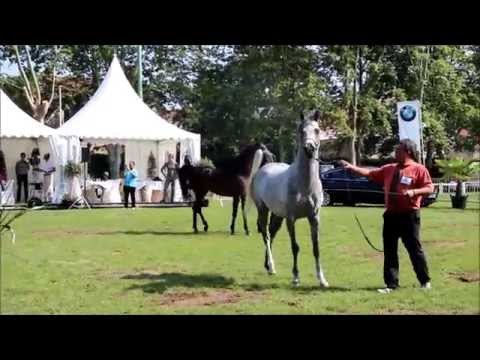 Profender K.A.: Vichy Int. Arabian Horse Show-B