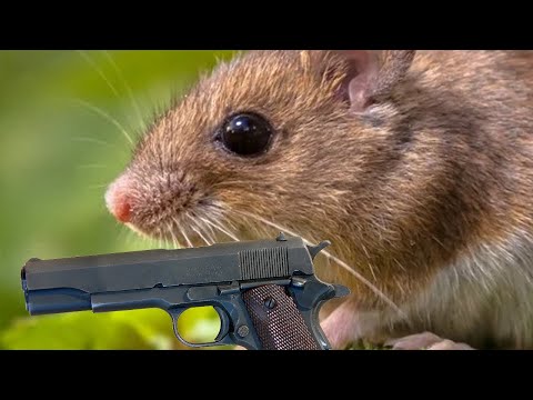 i am the mouse