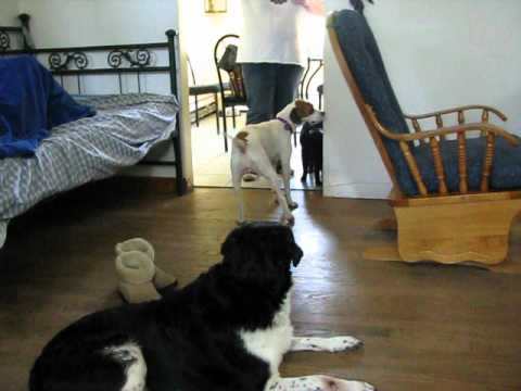 skylar in the house sniffing the cat