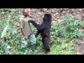 Senkwekwe Center Rumangabo Virunga National Park DR Congo
