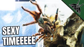 How BABY SPIDERS are MADE!