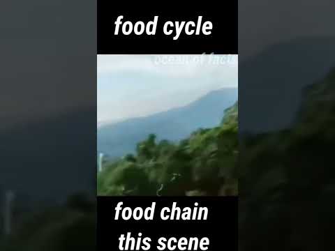 food chain | #shorts #foodchain #snakevideos  #snakeheadhunting