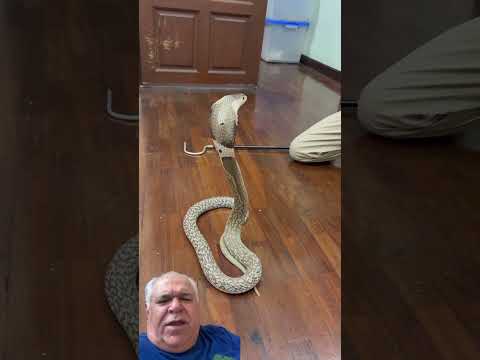 King Cobra almost bit the young man who messed with it! Just look at the scare! #snake #cobra #na...