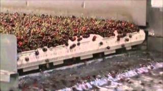 Marc&#39;s Fresh Produce Sage Fruit Cherries in Wapato Washington