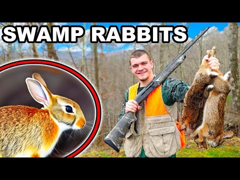 Hunting Swamp Rabbits in Louisiana!