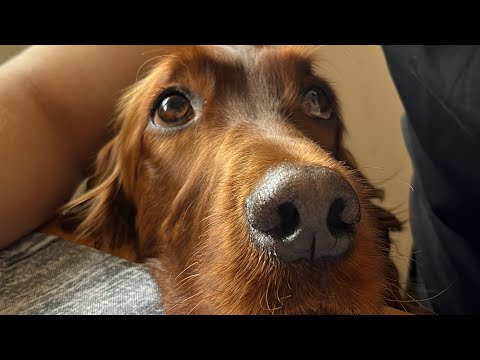 How Irish Setter begging for food. #irishsetter #dogs