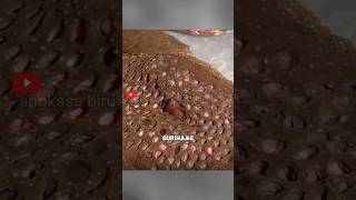 Download lagu Creepy But True! This Frog Releases Its Baby From Its Back! #NatureFacts #SurinameFrog #shortsviral mp3