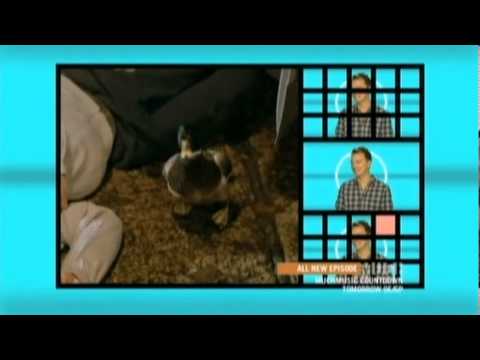 Bingo Players Feat. Far East Movement - Get Up (Rattle) (Video On Trial)