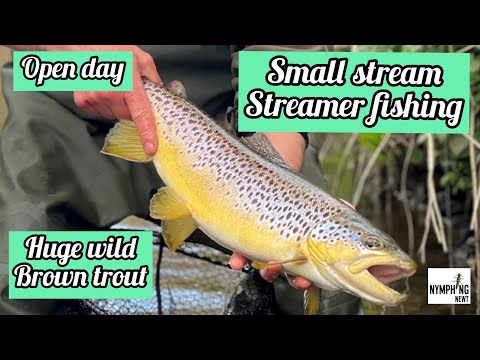 Small stream streamer fishing for big wild trout UK