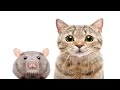 ANGRY CAT SOUND FOR RATS