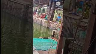 Download lagu MANCING PAGI DI IRINGI RINTIK-RINTIK HUJAN mp3 Download lagu MANCING PAGI DI IRINGI RINTIK-RINTIK HUJAN mp3