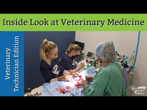 Inside Look at Veterinary Medicine: Microchipping