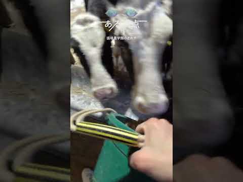 先端経営学科 「ある視点」酪農学園大学の日常 #動物
