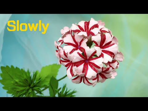 ABC TV | How To Make Candy Cane Verbena Paper Flower (Slowly)- Craft Tutorial