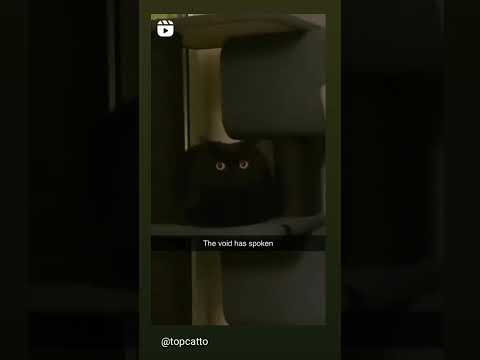 the void has spoken #funny #meme #tiktok #humor #funnymemes #catmeme #blackcat #void #spoken #meow