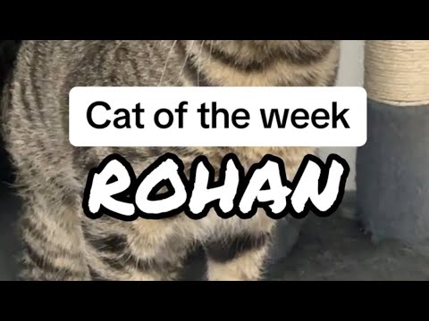 Cat of the Week - Rohan