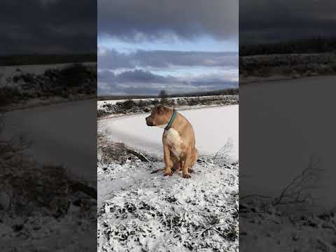 Auntie Kathies Rescue Tails @ YouTube video.