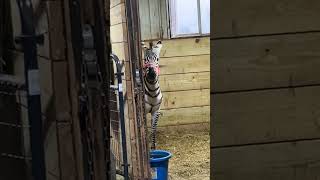 Horse seeing a zebra for the first time