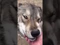 Famous wolf dog growls when he is happy
