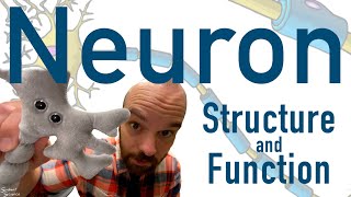 Neuron Structure and Function - How Your Brain Cells Work