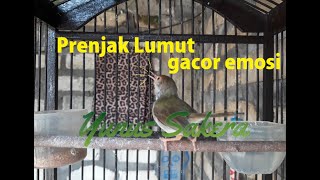 Download lagu PRENJAK LUMUT Gacor Suara Penuh Emosi Tembakan Full Power mp3