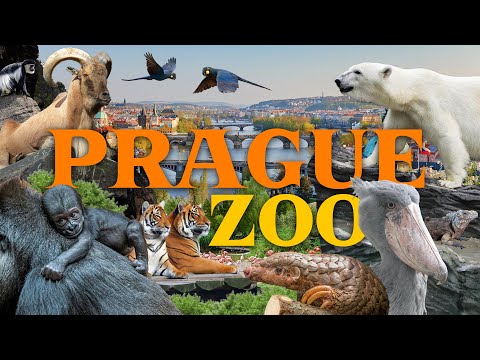 Truly one of the best Zoos in the world? | Prague Zoo Review