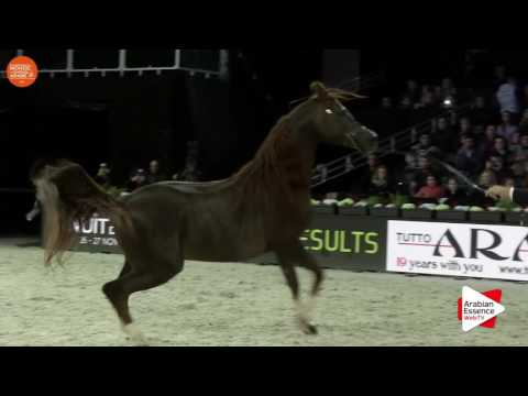 Paris 2016 - Senior Males Championship