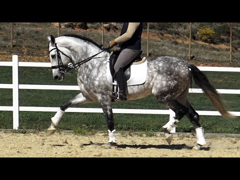 **SOLD** GP Prospect Andalusian PRE Stallion 2015 - 1,70 cm (#MP563)