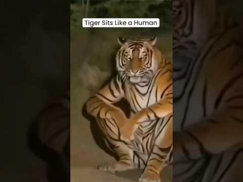 SkinWalker Disguised As Animals ☢️ PRT-53 #viral #ytshorts