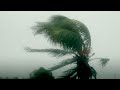 Zalo The Palm Trees Began To Bend In Hillsborough