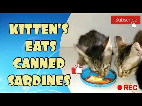 kittens eat's canned sardines  || HouseCat