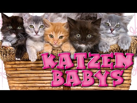 Katzenbabys (2008) [Dokumentation] | Film (deutsch)
