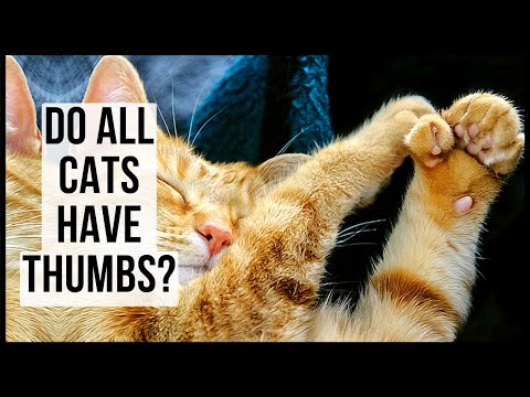 Do All Cats Have Thumbs?