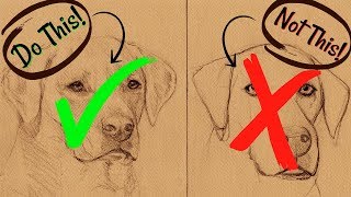 Sketching Animals: How to Draw a Realistic Dog