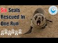 Six Seal Rescues In One Run!