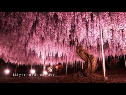 TheTreeExpert.org video.