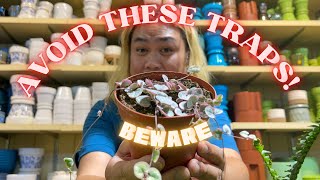 Beginner’s Guide to Houseplant Shopping: More Traps to Avoid!