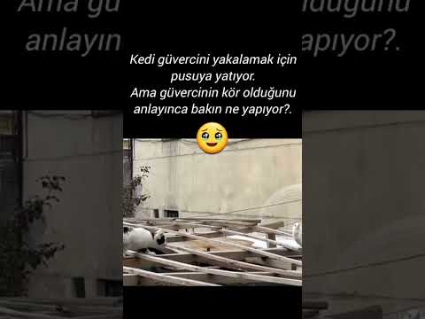 İnsanlar yalnız kendi derdi var sanır. Şayet hayvanlar konuşabilseydi insanlık ağlar #keşfet