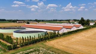 Eccesso di azoto e di allevamenti animali: cosa sta succedendo in questa estate caldissima nella ...