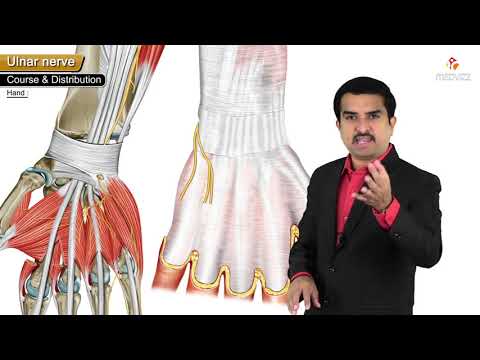 Ulnar Nerve Anatomy | Origin, Course, Branches & Clinical Aspects Explained with Animation