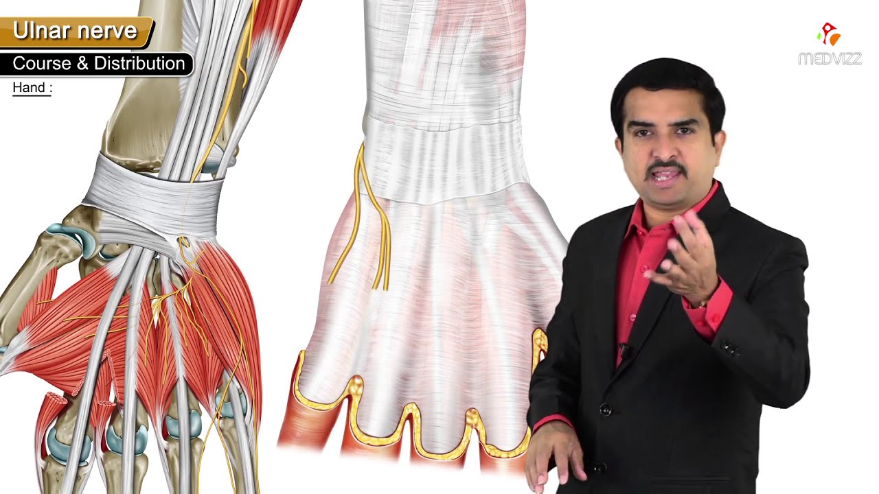 Ulnar nerve Anatomy: Origin, Course, Branches, Cubital Tunnel Syndrome || #Usmle #neetpg