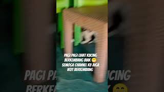 Download lagu kucing berkembang biak #lucu mp3