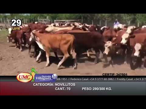 Lote 70 Novillitos en Mburucuyá, Corrientes