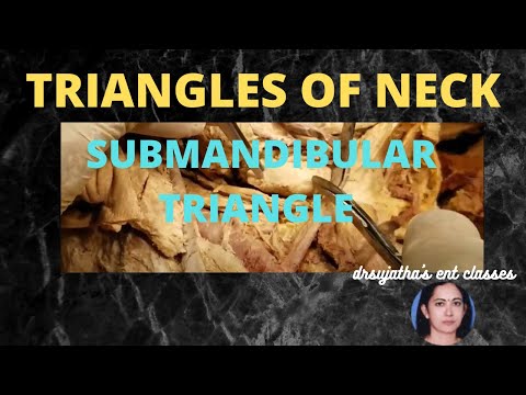 109.Triangles of  neck  Anatomy #anterior  triangle  neck  #Submandibular triangle #anatomylectures
