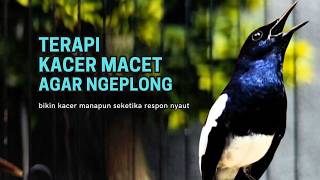 Download lagu Suara Burung kacer gacor NGEPLONG tarung ini paling ampuh buat PANCINGAN KACER agar EMOSI Nyaut mp3 Download lagu Suara Burung kacer gacor NGEPLONG tarung ini paling ampuh buat PANCINGAN KACER agar EMOSI Nyaut mp3