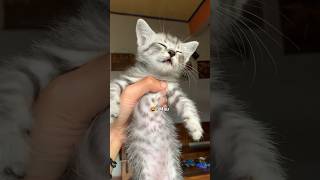 Download lagu Ketika si Abu di ajak ngobrol😂😂😂 #kucinglucu #kucing #kitten #kucingimut mp3